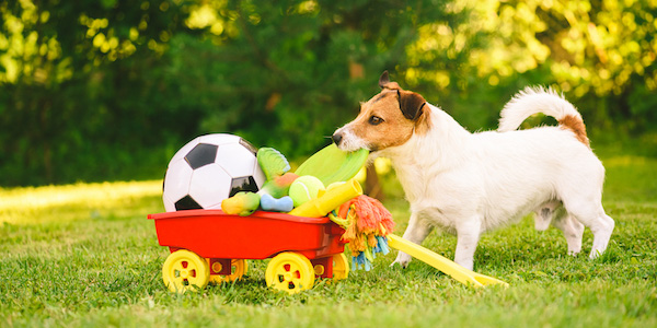 dog lines up toys